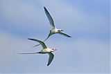 White-tailed Tropicbirdborder=